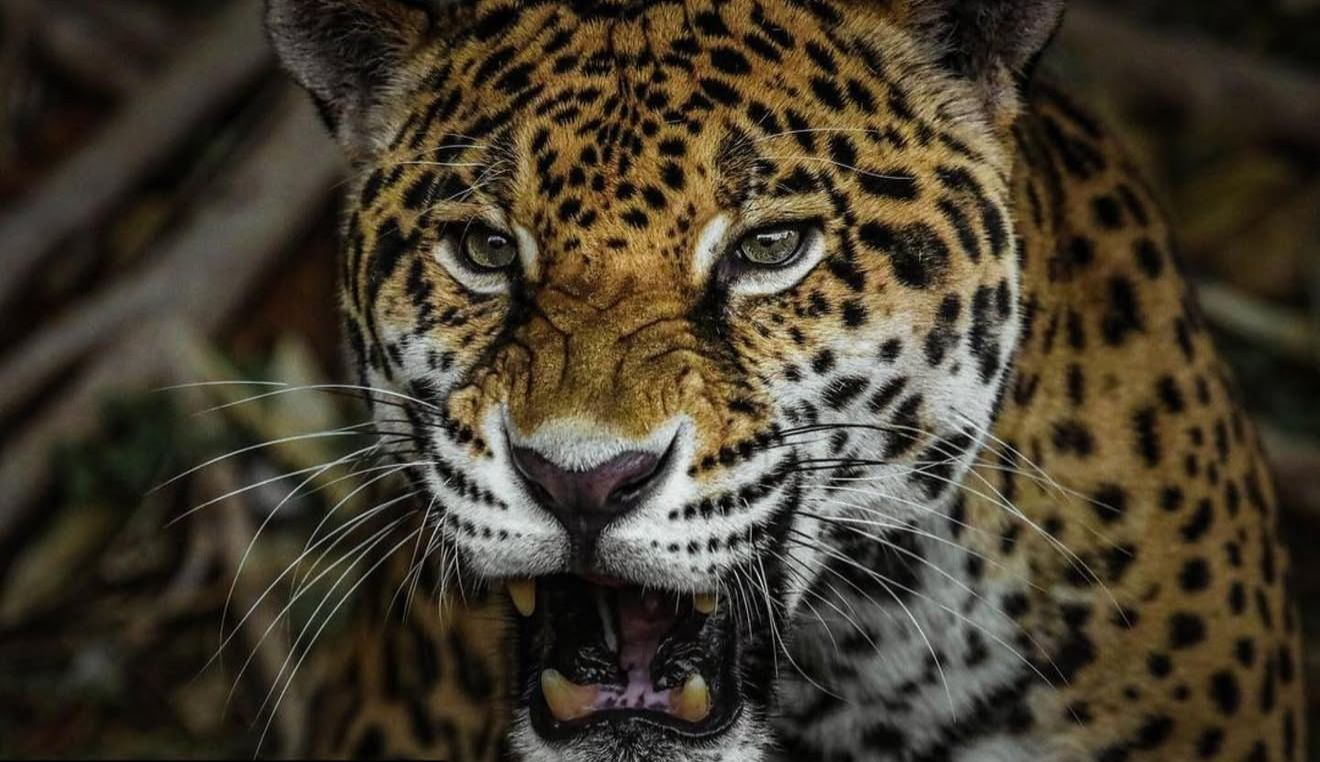 Ofrece Comisión de Parques material didáctico en su página.