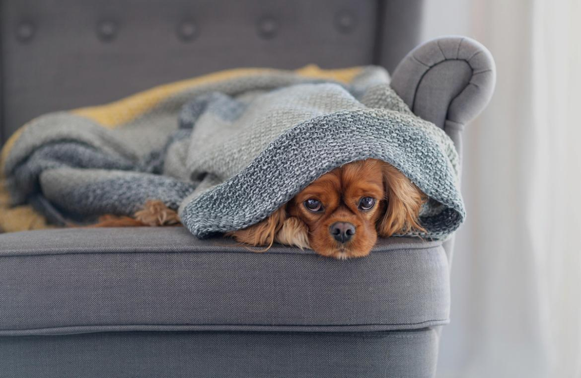 Cuidado de mascotas en tiempo de frío