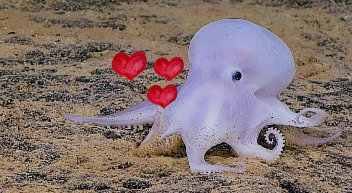 Los pulpos tienen tres corazones. Dos bombean sangre a las branquias y el tercero al resto del cuerpo. Además, su sangre es azul porque usan cobre para transportar oxígeno en lugar de hierro.