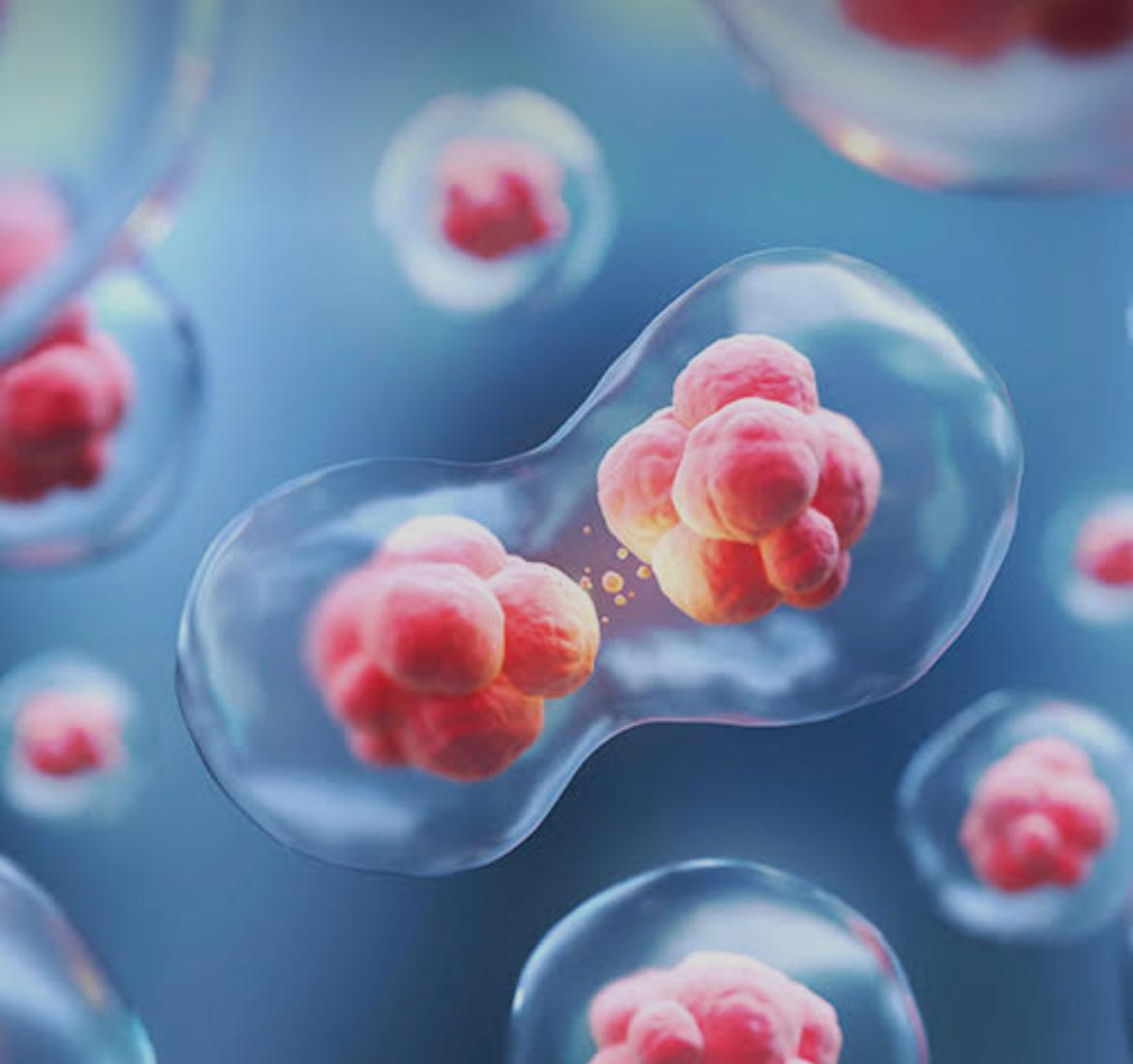 El cuerpo humano produce 25 millones de células nuevas por segundo