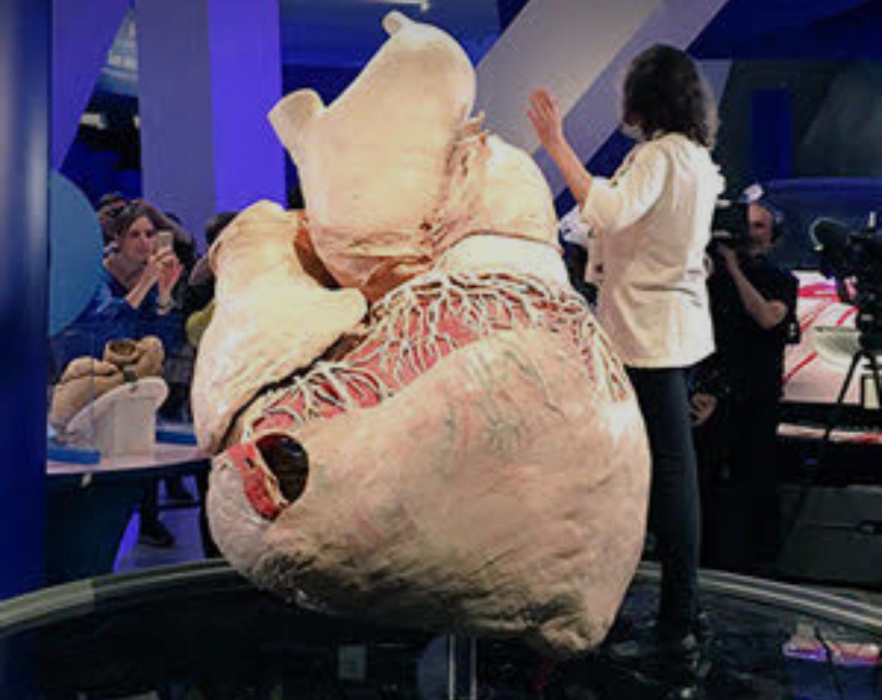 La ballena azul (Balaenoptera musculus) ostenta el récord del corazón más grande del reino animal.