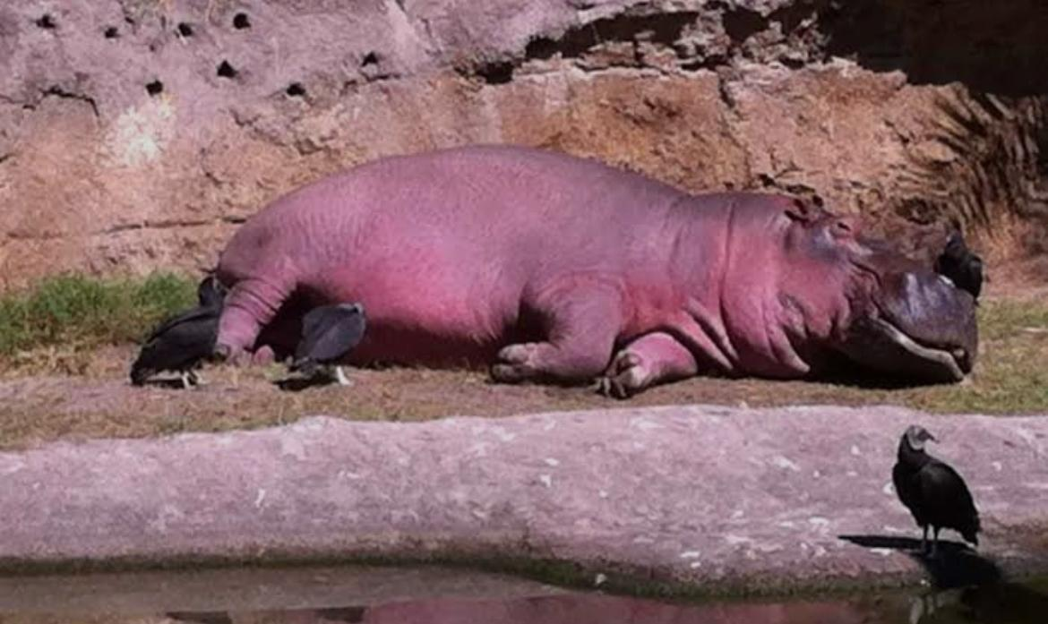 ¿Sabías que el “sudor” de los hipopótamos es rosa?