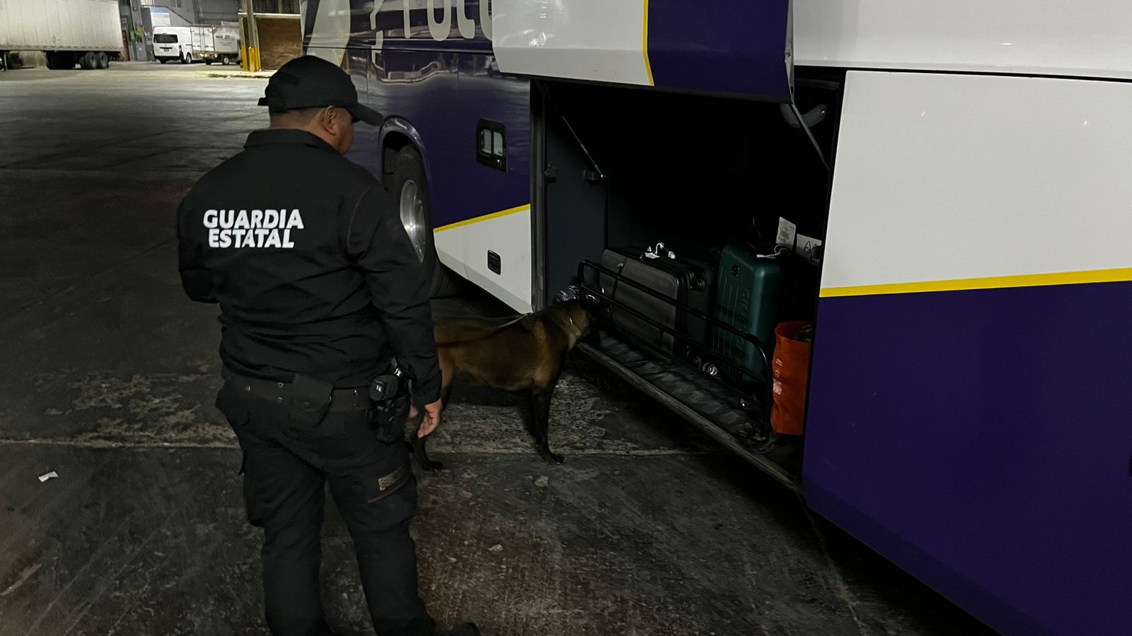 Realiza Agrupamiento Canino de la Guardia Estatal operativo para detectar narcóticos en Central de Autobuses