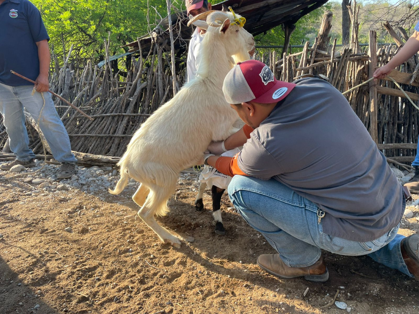 Impulsan evaluación reproductiva de sementales caprinos en Jaumave