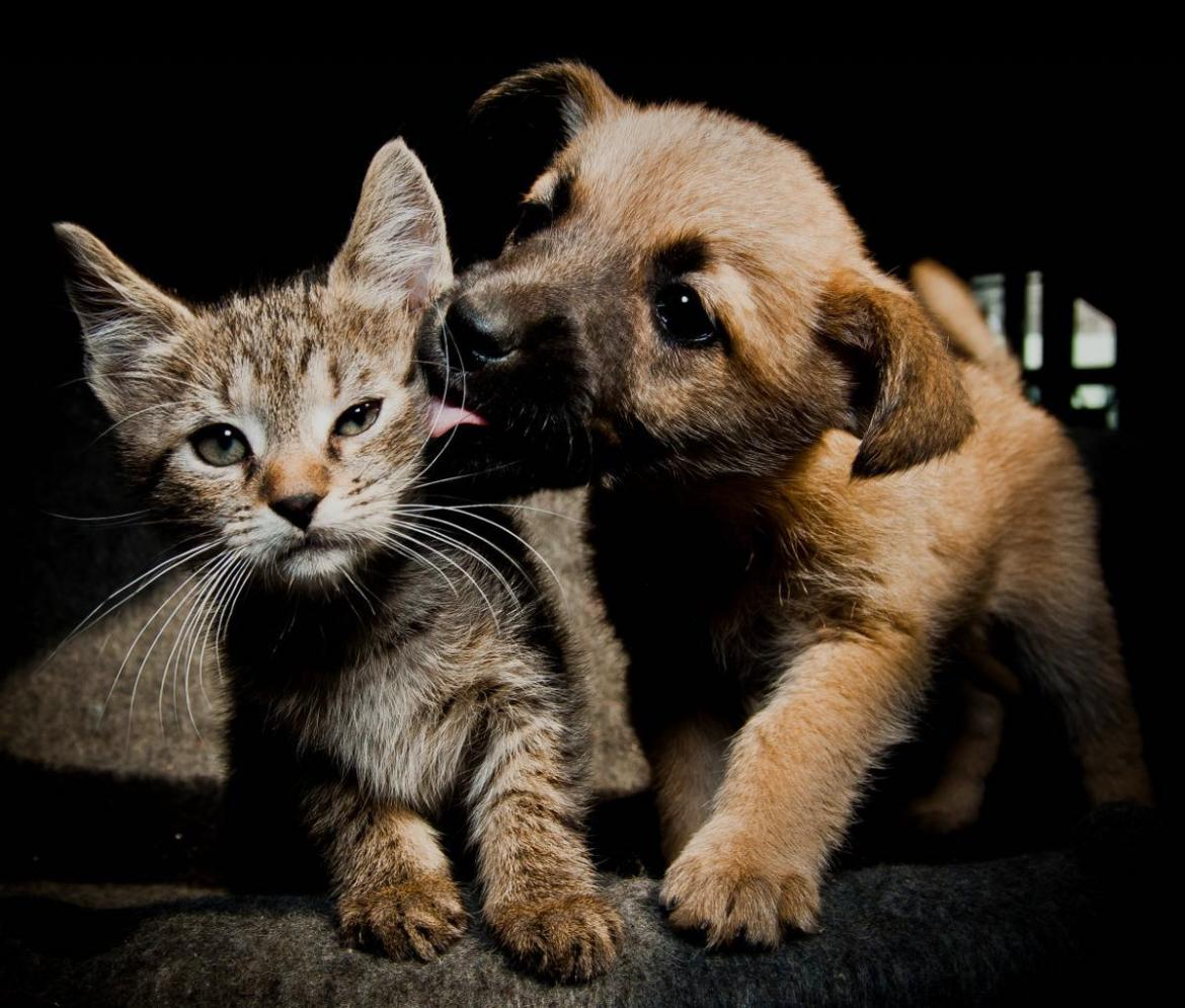 Mes de la Prevención contra el Maltrato Animal.