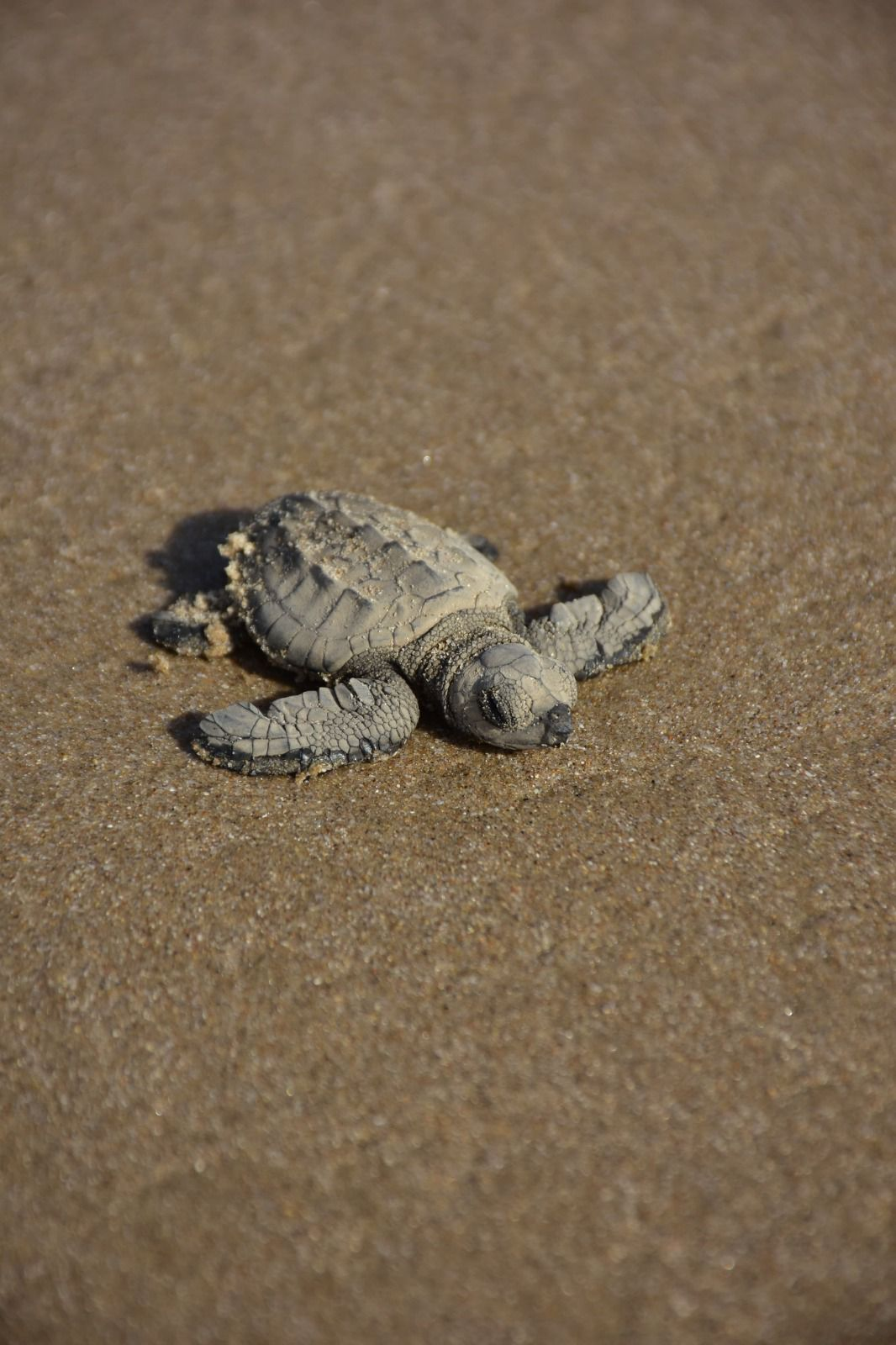 Liberan crías de tortuga lora niñas y niños de Güémez