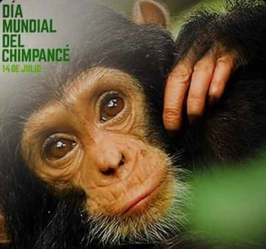 El Día Mundial del Chimpancé