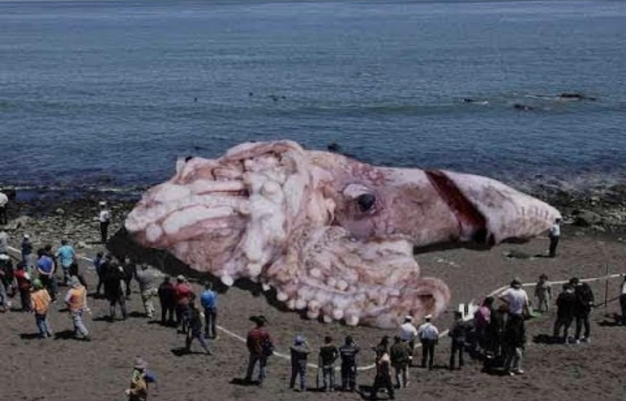 El calamar colosal (Mesonychoteuthis hamiltoni)
